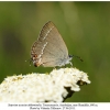 satyrium acaciae abdominalis shamkir